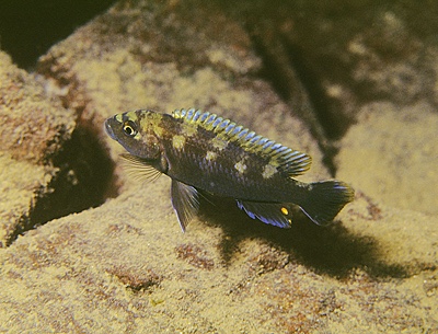 Melanochromis baliodigma 'Chiofu Bay'